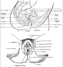 14 female reproductive system outcome for good information and diagrams about human reproduction.once an organ or structure has been identified be sure to compare it. Lesson 01 Self Test Obstetric And Newborn Care I
