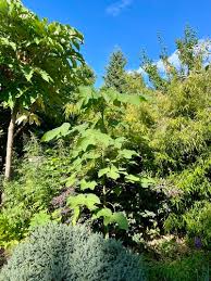 Image result for Firmiana