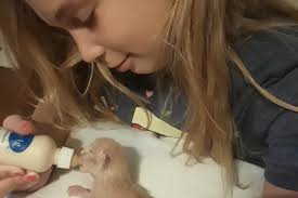 10-year-old girl died rescuing beloved kittens from behind a dryer in East  Texas home