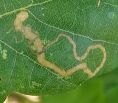 Image result for Stigmella basiguttella