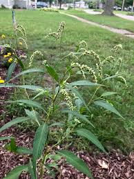 Image result for Persicaria lapathifolia