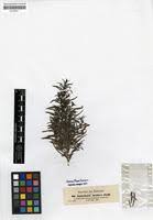 Image result for Anticharis