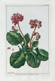 p j buchoz le jardin d eden botanical prints 1783 botanical prints botanical illustration flower art