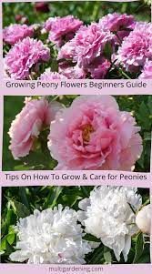 Growing Peonies Garden Flower Beds Guide Growing Peonies Garden Flower Beds Peonies Garden