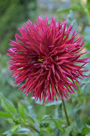 The best cactus dahlia varieties. Pin By David Bunch On A Dalliance With Dahlias Dahlia Growing Dahlias Dahlia Flower