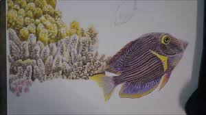 Watch your wallpaper come to life with this underwater screensaver. Hyperspeed Realistic Drawing Of Fishes Underwater In Colored Pencil Youtube