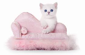 How to stop your cat from sleeping on your bed. How To Keep Cats Off Furniture The Munch Zone