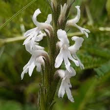 Image result for Striga bilabiata
