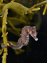 During mating, the female can transfer up to 1,500 eggs at a time. Seahorse Wikipedia
