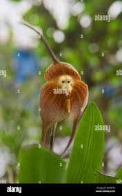 Monkey orchid (Dracula simia) in the ...