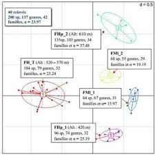 Image result for Leptonychia tokana