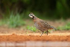 This species of quail are very vulnerable and their population in the wild is decreasing. The Decline Of Bobwhite Quail Populations During The 20th Century Mossy Oak