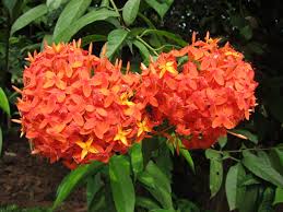 Image result for Ixora laurentii