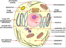 Check spelling or type a new query. Download Hd Ncert Class 9 Science Solutions Animal Cell And Plant Cell Diagram Transparent Png Image Nicepng Com