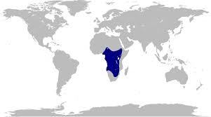 Image result for Nymphoides brevipedicellata