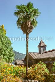 Check spelling or type a new query. Mexican Cotton Palm Tree Seeds 50 By Pretty Wild Seeds 50 Washingtonia Robusta Skyduster