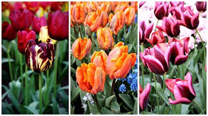 Naarden to dawny port morski. Ogrody Keukenhof I Festiwal Tulipanow W Holandii Zobacz Kiedy Jechac