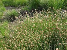 Image result for Eleocharis variegata