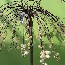 Trauer Sal Weide Kilmarnock Salix Caprea Kilmarnock Gartencenter Zulauf Pflanzen Kaufen