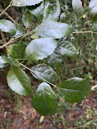 Image result for Rinorea angustifolia