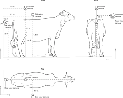 Cattle must be fed so they sustain full health and normal reproductive capacity over their. Automated Body Condition Scoring Of Dairy Cows Using 3 Dimensional Feature Extraction From Multiple Body Regions Sciencedirect