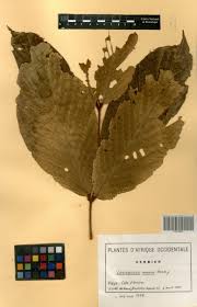 Image result for Lasiodiscus mannii