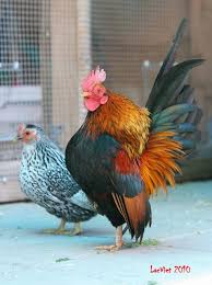 Ayam Serama Pair Smallest Chickens Ever Not That The Rooster Is Aware Or Cares Chickens Backyard Chicken Pictures Chickens
