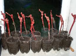 Plantarea vitei de vie primavara. Experiment Butasi Pusi La Inradacinat Pumosu