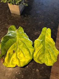 A place to discuss all things fiddle leaf fig (ficus lyrata). Help Fiddleleaf Fig Won T Stop Yellowing And Browning Leaves Description In Comments Plantclinic