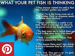 What Your Pet Fish Is Thinking Pet Fish Infographic Pet Fish Fish Information Fish