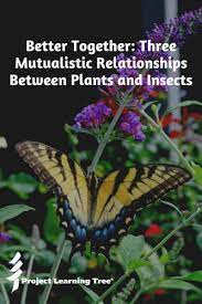 Click to see full answer. Better Together Mutualistic Relationships Between Plants And Insects Project Learning Tree