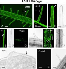 Plant root is an organ composed of multiple cell types with different functions. Using Monoclonal Antibodies To Label Living Root Hairs A Novel Tool For Studying Cell Wall Microarchitecture And Dynamics In Arabidopsis Plant Methods Full Text