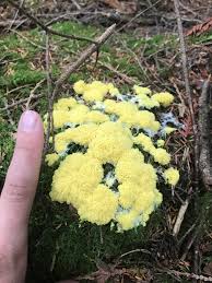Nail fungus is a common condition that begins as a white or yellow spot under the tip of your when fungus infects the areas between your toes and the skin of your feet, it's called athlete's foot (tinea. What Is This Bright Yellow Fungus Mycology