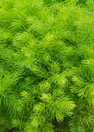 Image result for Asparagus devenishii