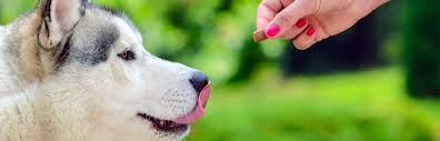 A healthy pet is a happy pet. Pet Flavors Inc Natural Flavoring Agents For Companion Animal Nutritional Supplements