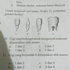 Dimana gigi berfungsi untuk mengunyah makanan. Gigi Yang Berfungsi Untuk Mengunyah Makanan Ditunjukan Oleh Nomor Brainly Co Id