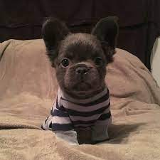 Fluffy Frenchie Fozzythefluffyfrenchie Follow Us For More Haen Bulldog Use Haen Bulldog For Your Chance To Cute Baby Animals Cute Dogs Baby Animals