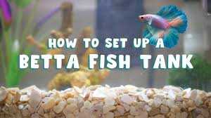 How To Set Up A Betta Fish Tank The Correct Way Youtube