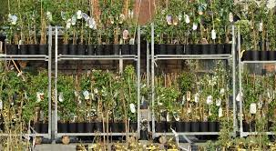 Hesi phosphor plus 5 l topfland de statistik gartenbedarf garten versandhandel umsatz der grossten. Rosen Clematis Pflanzen Aus Dem Allgau Fur Den Garten