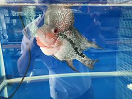 Ini caranya menyiapkan akuarium ikan idaman untuk pemula. Welcome Melaka Bemban Aneka K S Hardware And Pet Aquarium Local Service Fish Pet Supplies Pet Accessories On Carousell