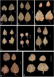 Image result for Commicarpus pilosus