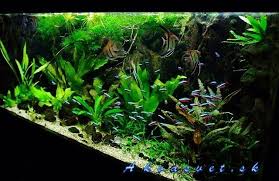 Amazon Blackwater Biotope Nature Aquarium Aquarium Fish Planted Aquarium