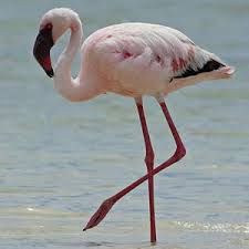 Image result for Lessertia falciformis