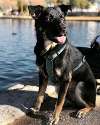 Shedding is a normal process to naturally lose old or damaged hair. An In Depth Guide To The German Shepherd Rottweiler Mix K9 Web