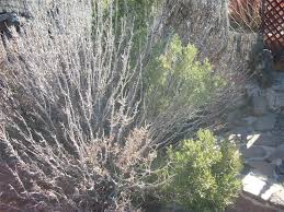 Image result for rosemary pruning