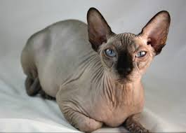 Like most cat breeds, the siamese's true origins are cloaked in mystery. Top 10 Cat Breeds That Live The Longest