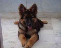 Black And Tan Puppies German Shepherd Tan German Shepherd Heavy Bone Dark Tan Colour German Shepherd Pups Are Ready For Sale For Schaferhunde Hunde Schaefer