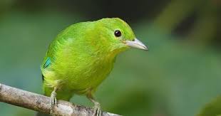 Meskipun bukan termasuk kedalam burung kicau, faktanya masih banyak masyarakat yang tertarik untuk memelihara burung ini. Harga Cucak Ijo Mini Terbaru April 2018
