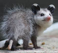 15 Awesome Possums And Opossums Bored Panda Baby Possum Baby Animals Funny Awesome Possum