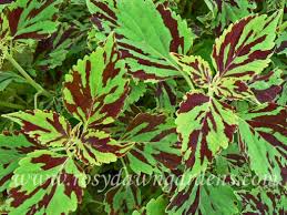 Image result for Coleus sylvestris
